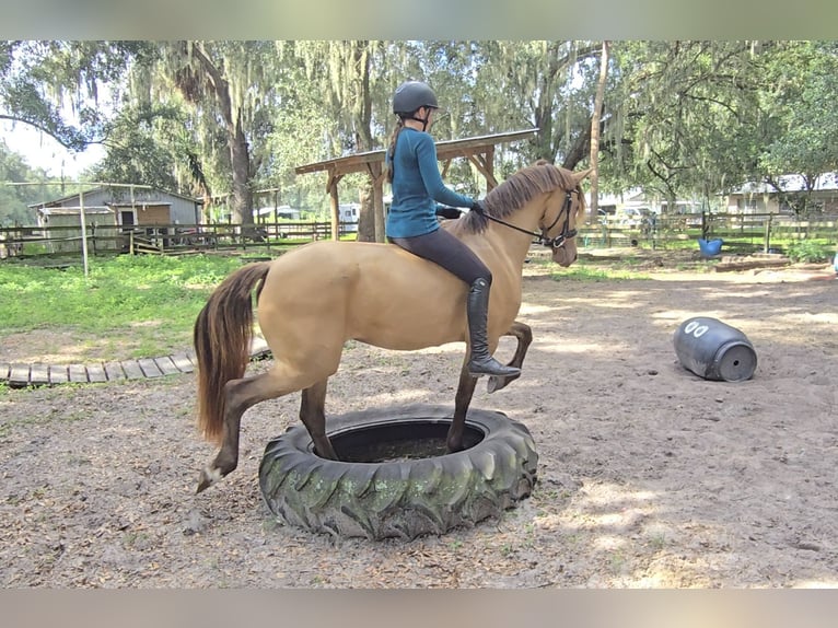 Friesian horses Mix Mare 3 years 15 hh Champagne in Weirsdale