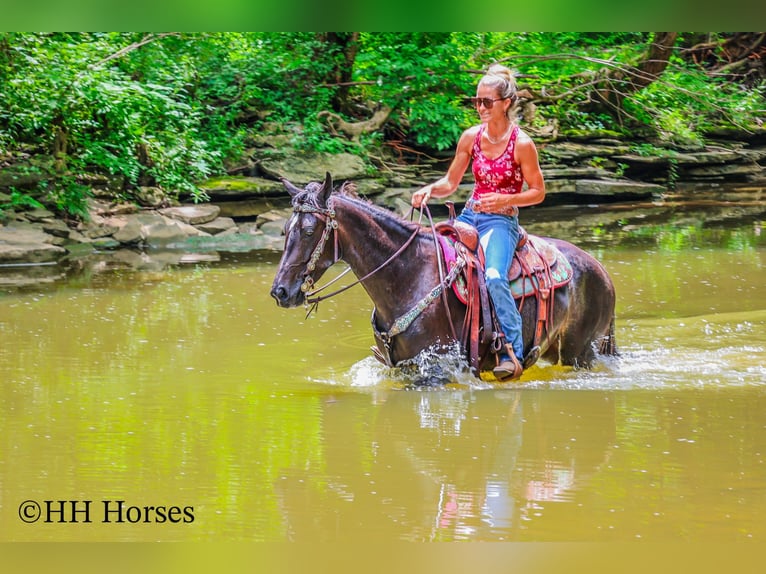 Friesian horses Mare 3 years 15 hh Roan-Blue in Flemingsburg KY