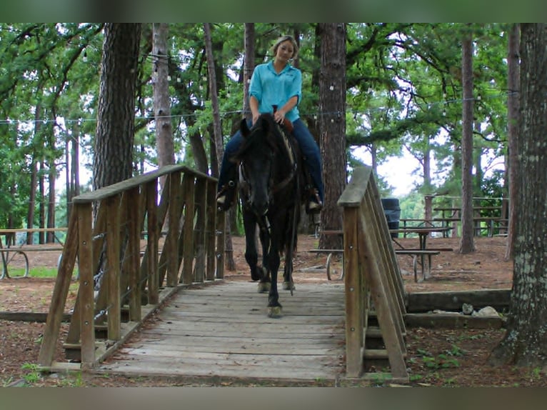 Friesian horses Mare 3 years 15 hh  in Rusk