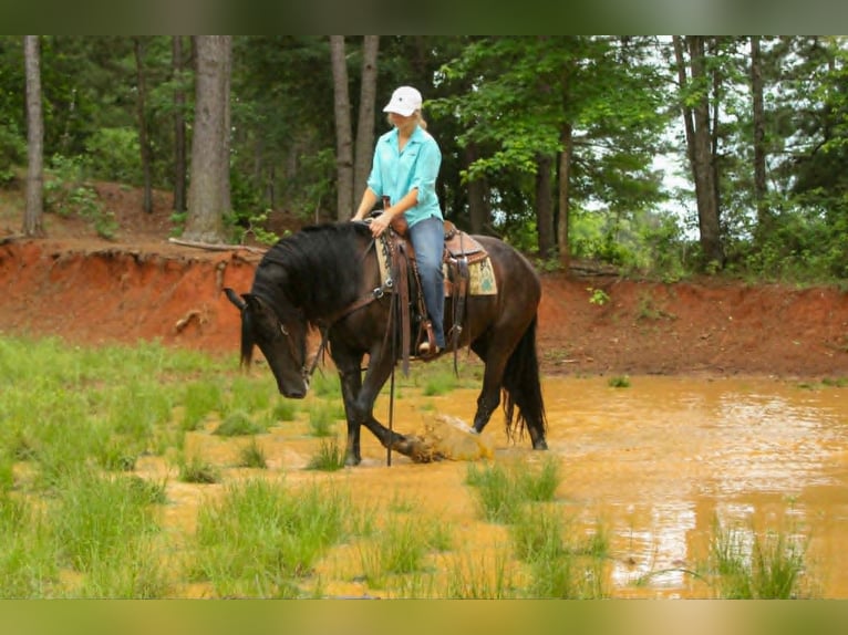 Friesian horses Mare 3 years 15 hh  in Rusk