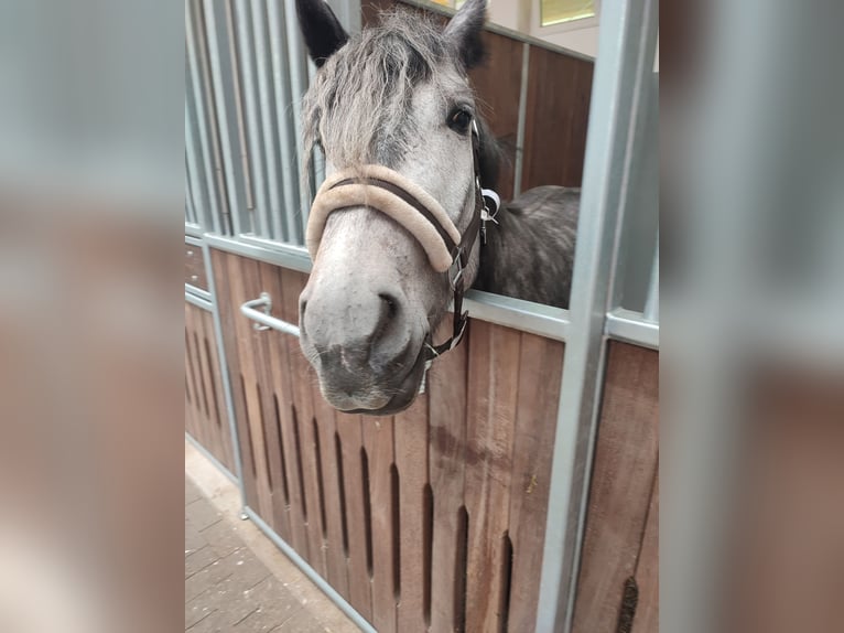 Friesian horses Mix Mare 3 years 15,1 hh Grey in Neuenkirchen