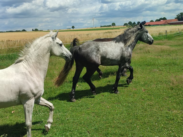 Friesian horses Mix Mare 3 years 15,1 hh Grey in Neuenkirchen