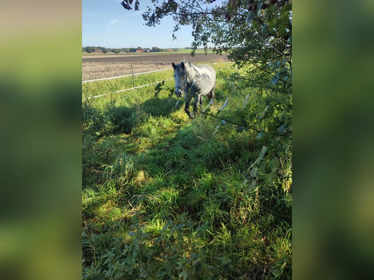 Friesian horses Mix Mare 3 years 15,1 hh Grey in Neuenkirchen