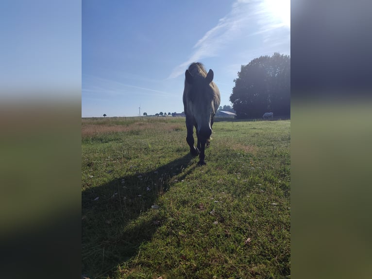 Friesian horses Mix Mare 3 years 15,1 hh Grey in Neuenkirchen