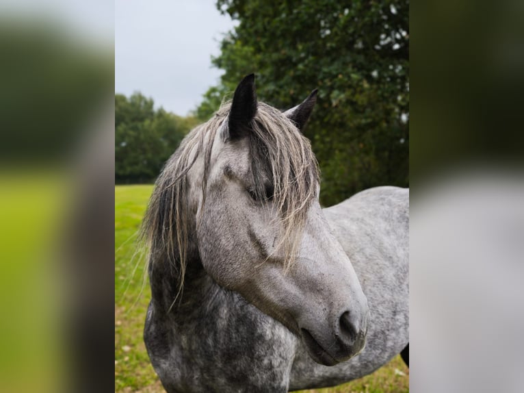 Friesian horses Mix Mare 3 years 15,1 hh Grey in Neuenkirchen