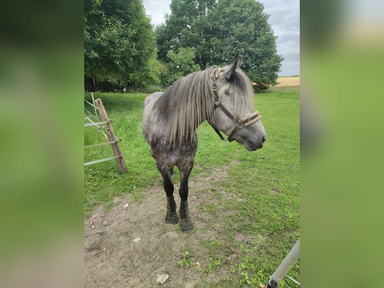 Friesian horses Mix Mare 3 years 15,1 hh Grey in Neuenkirchen