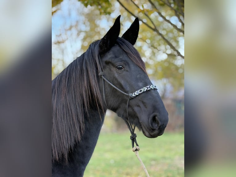 Friesian horses Mix Mare 3 years 15,2 hh Black in Laupheim