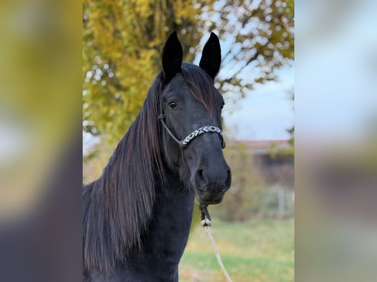 Friesian horses Mix Mare 3 years 15,2 hh Black in Laupheim