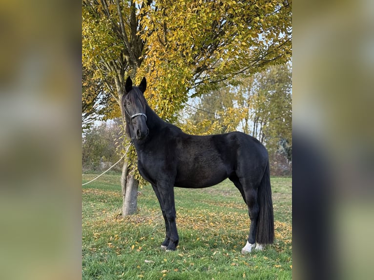 Friesian horses Mix Mare 3 years 15,2 hh Black in Laupheim