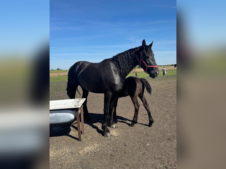 Friesian horses Mare 3 years 15,2 hh Smoky-Black in G&#x142;az&#xF3;wMy&#x15B;liborz