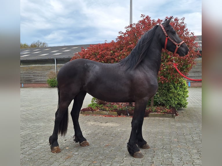 Friesian horses Mare 3 years 15,3 hh Black in Dalen