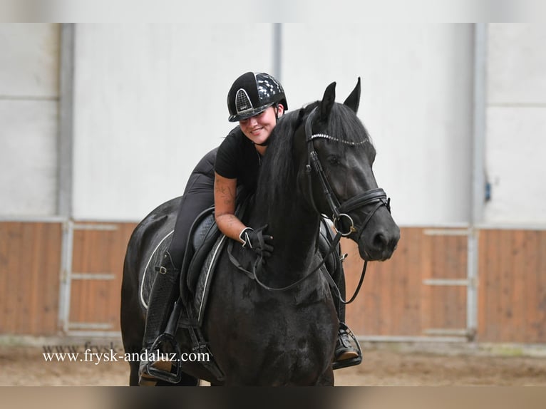 Friesian horses Mare 3 years 15,3 hh Black in Mijnsheerenland Friesian horses Mare 3 years 15,3 hh Black in Mijnsheerenland
