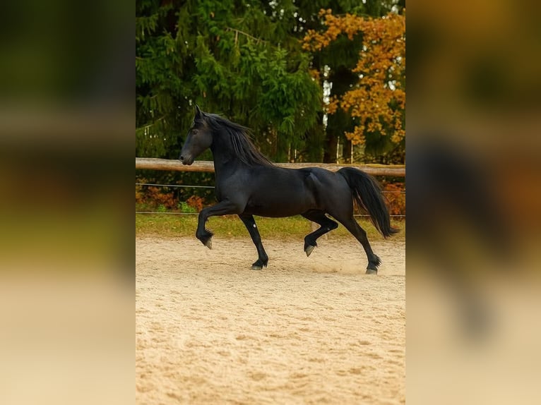Friesian horses Mare 3 years 15,3 hh Black in KOPFING  im Innkreis