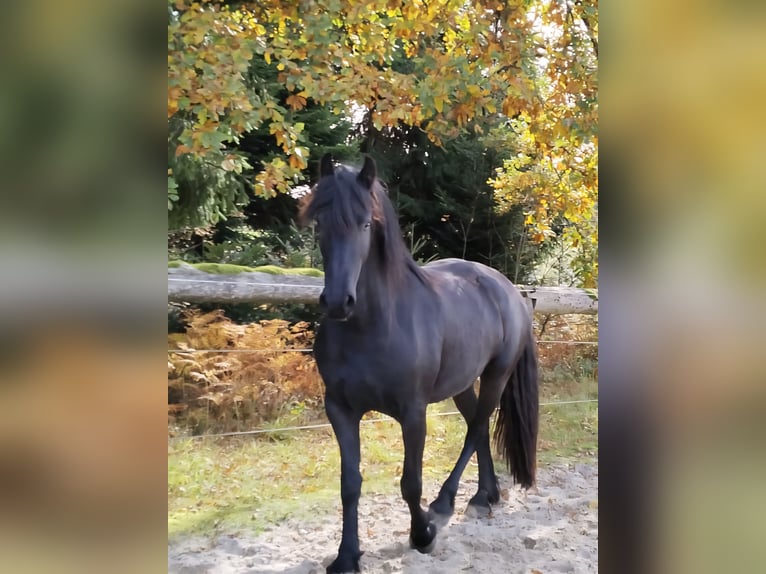 Friesian horses Mare 3 years 15,3 hh Black in KOPFING  im Innkreis