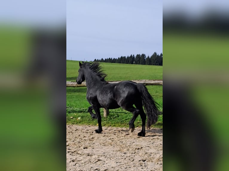 Friesian horses Mare 3 years 15,3 hh Black in KOPFING  im Innkreis