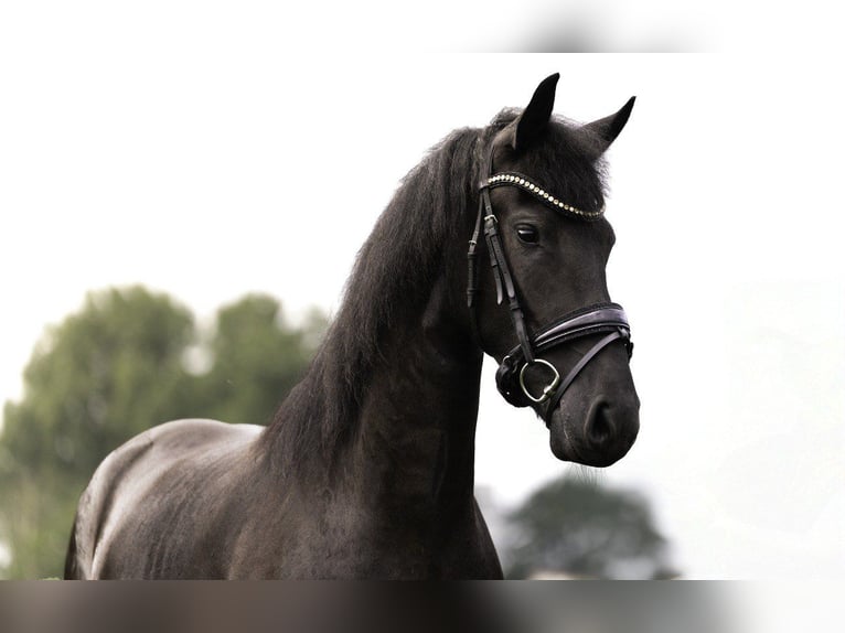 Friesian horses Mare 3 years 16.1 hh Black in Beek en Donk