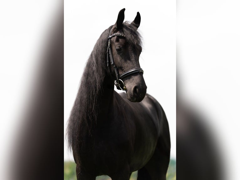Friesian horses Mare 3 years 16.1 hh Black in Beek en Donk