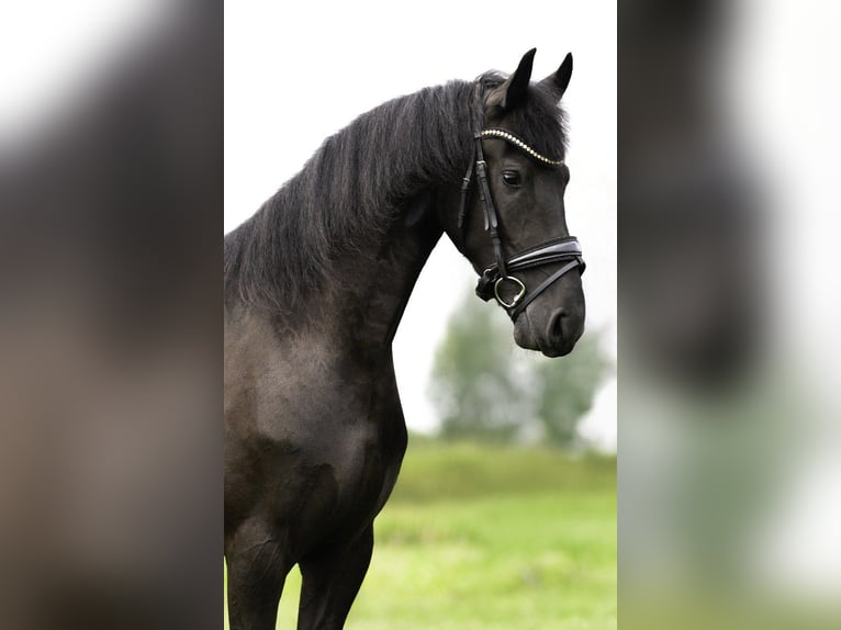 Friesian horses Mare 3 years 16.1 hh Black in Beek en Donk