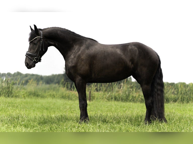 Friesian horses Mare 3 years 16.1 hh Black in Beek en Donk