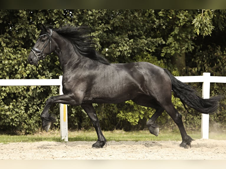 Friesian horses Mare 3 years 16,1 hh Black in Britswert