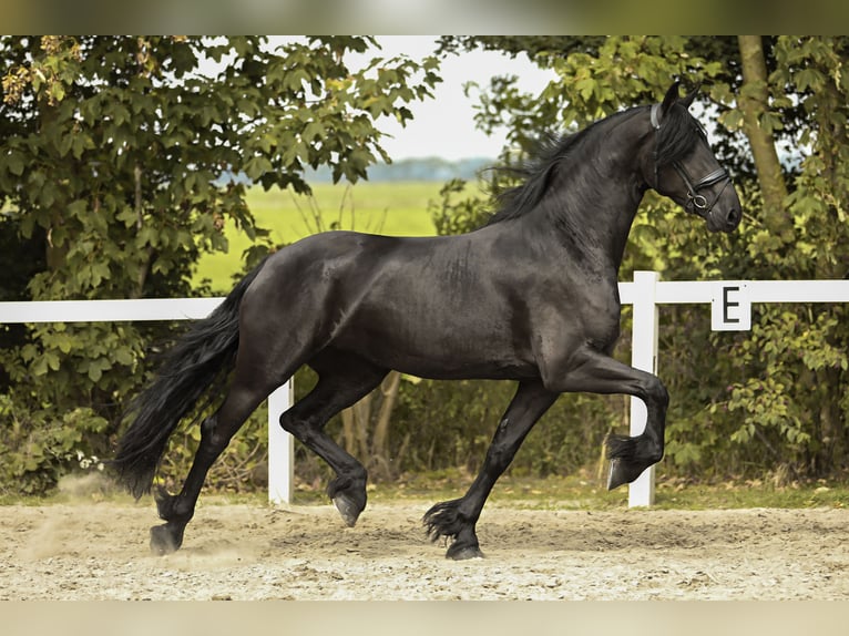 Friesian horses Mare 3 years 16,1 hh Black in Britswert