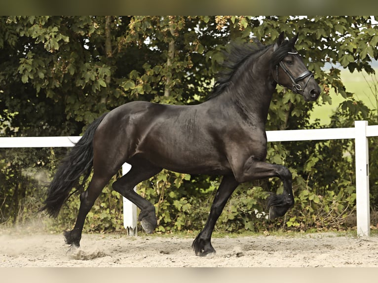 Friesian horses Mare 3 years 16,1 hh Black in Britswert