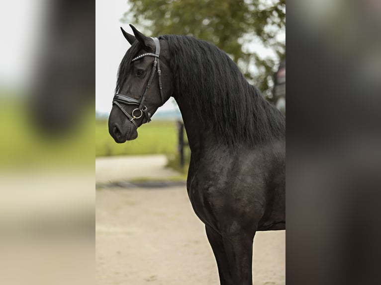 Friesian horses Mare 3 years 16,1 hh Black in Britswert