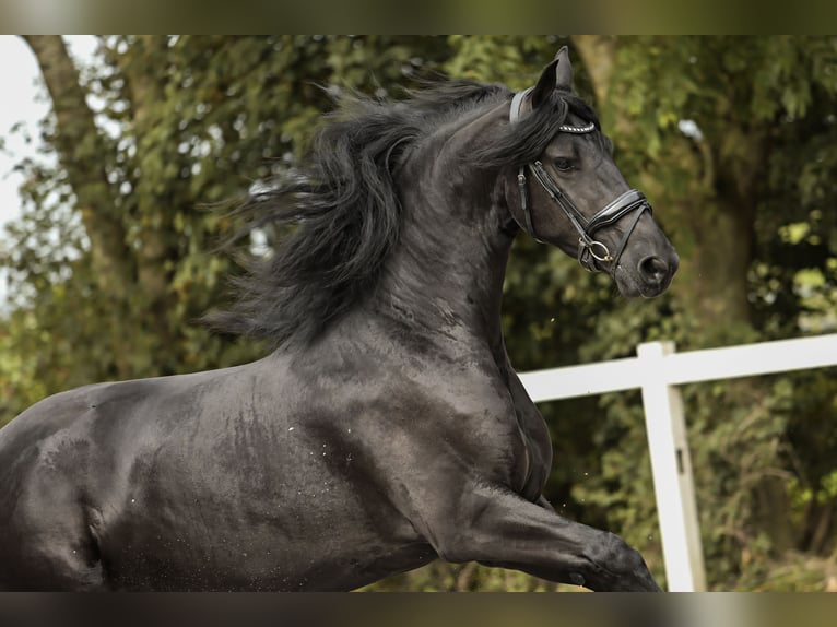 Friesian horses Mare 3 years 16,1 hh Black in Britswert