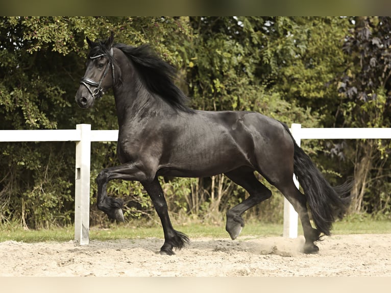 Friesian horses Mare 3 years 16,1 hh Black in Britswert