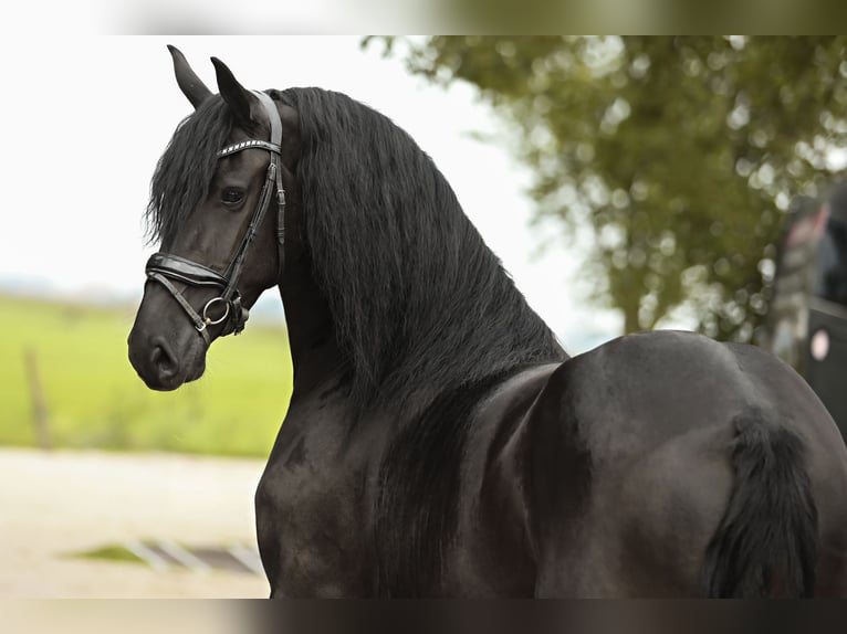 Friesian horses Mare 3 years 16,1 hh Black in Britswert