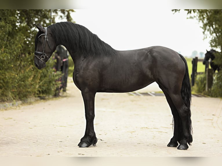 Friesian horses Mare 3 years 16,1 hh Black in Britswert