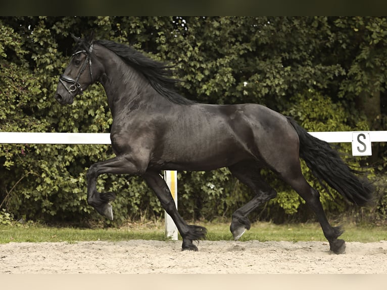 Friesian horses Mare 3 years 16,1 hh Black in Britswert