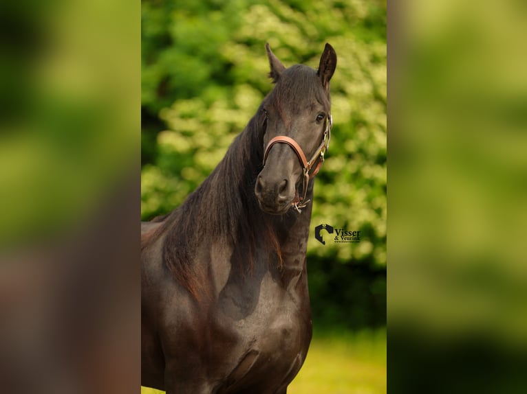 Friesian horses Mare 3 years 16.1 hh Black in Drachten