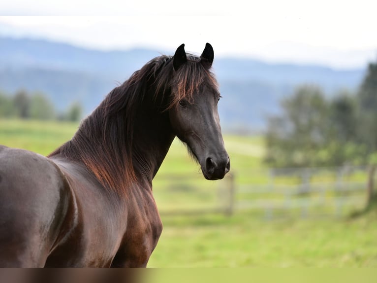 Friesian horses Mare 3 years 16 hh Black in Feldkirchen-Westerham