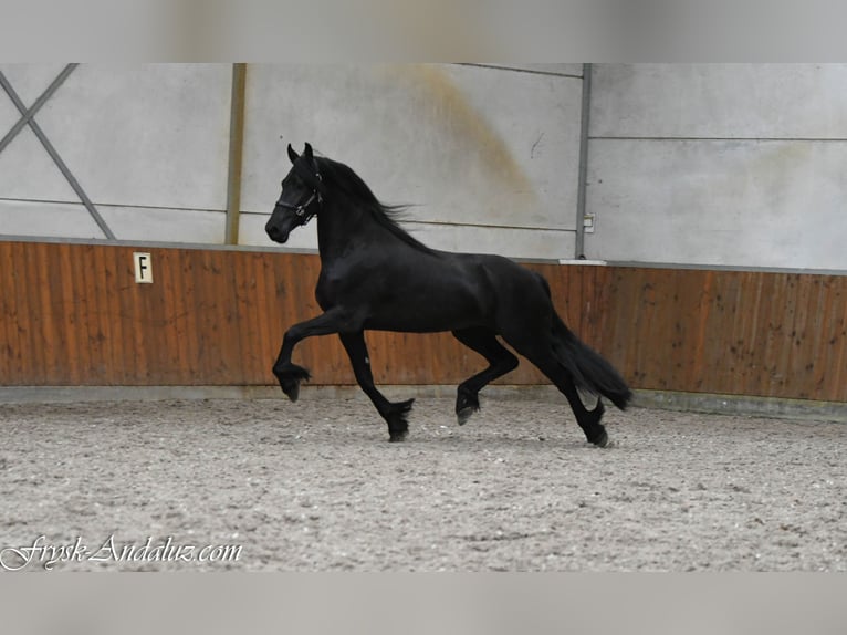 Friesian horses Mare 3 years 16 hh Black in Mijnsheerenland