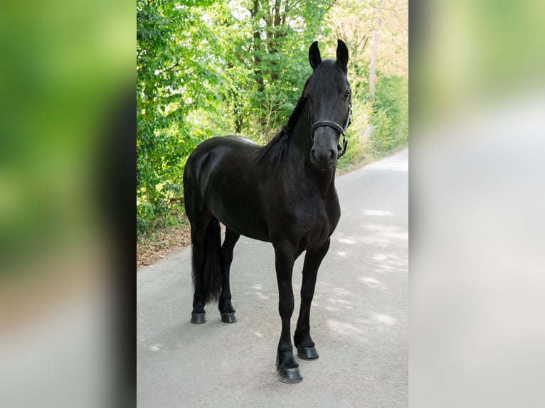 Friesian horses Mare 3 years 16 hh Black in Überherrn