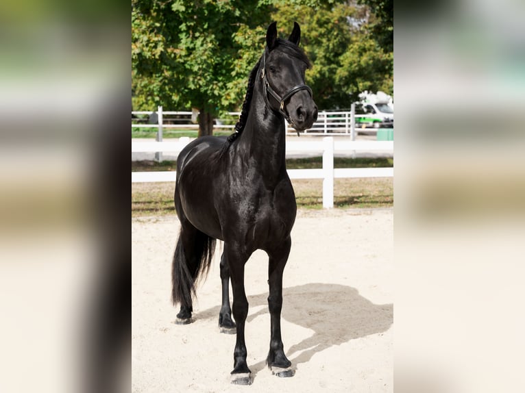 Friesian horses Mare 3 years 16 hh Black in Überherrn