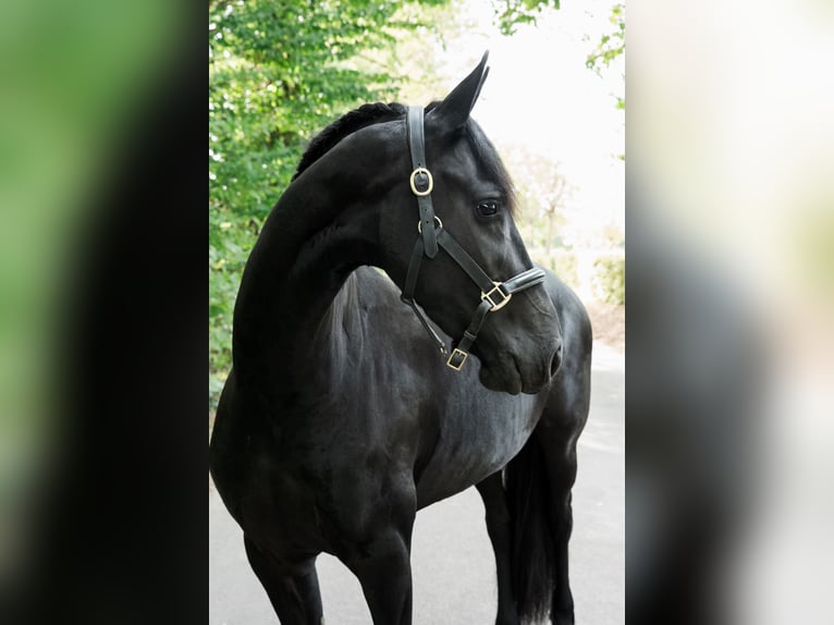 Friesian horses Mare 3 years 16 hh Black in Überherrn