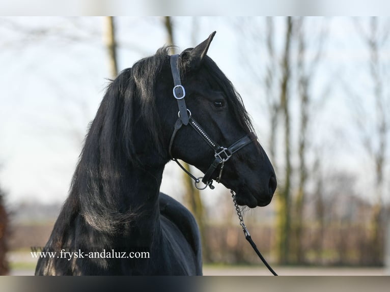 Friesian horses Mare 3 years 16 hh Black in Mijnsheerenland