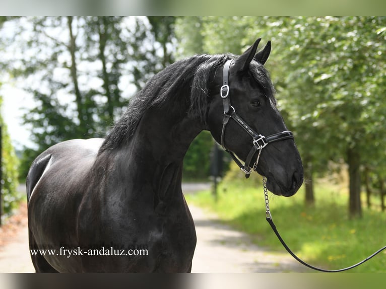 Friesian horses Mare 3 years 16 hh Black in Mijnsheerenland