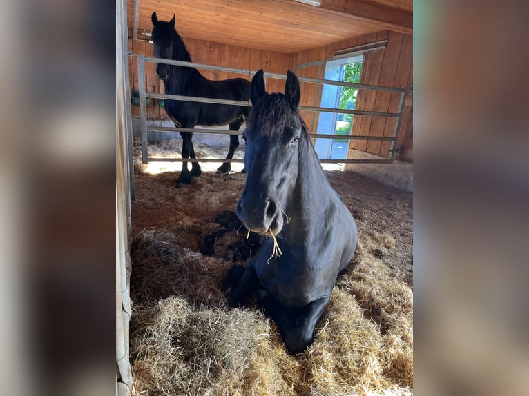 Friesian horses Mare 3 years 16 hh Black in Feldkirchen-Westerham