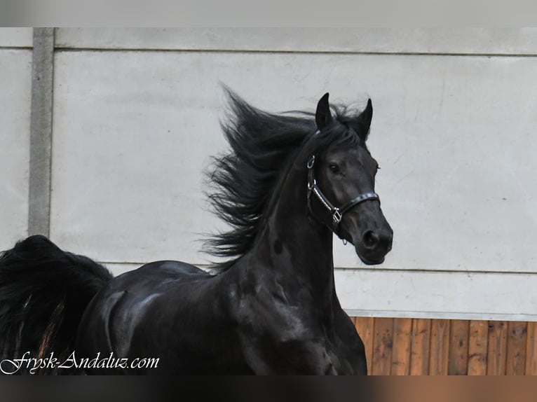 Friesian horses Mare 3 years 16 hh Black in Mijnsheerenland