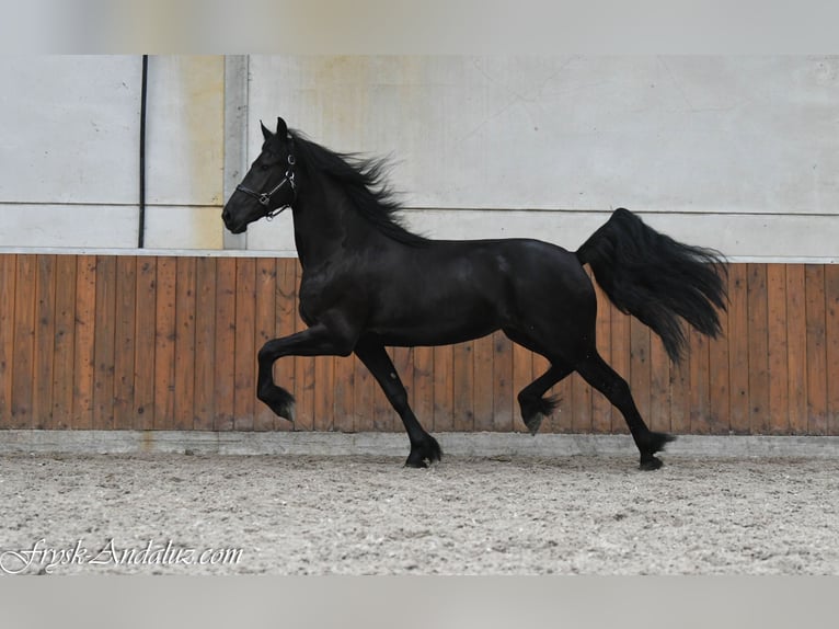 Friesian horses Mare 3 years 16 hh Black in Mijnsheerenland