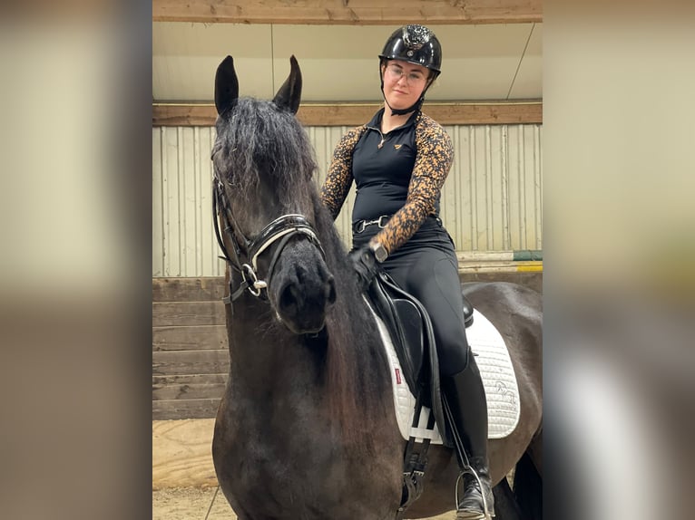 Friesian horses Mare 3 years 16 hh Black in Ureterp