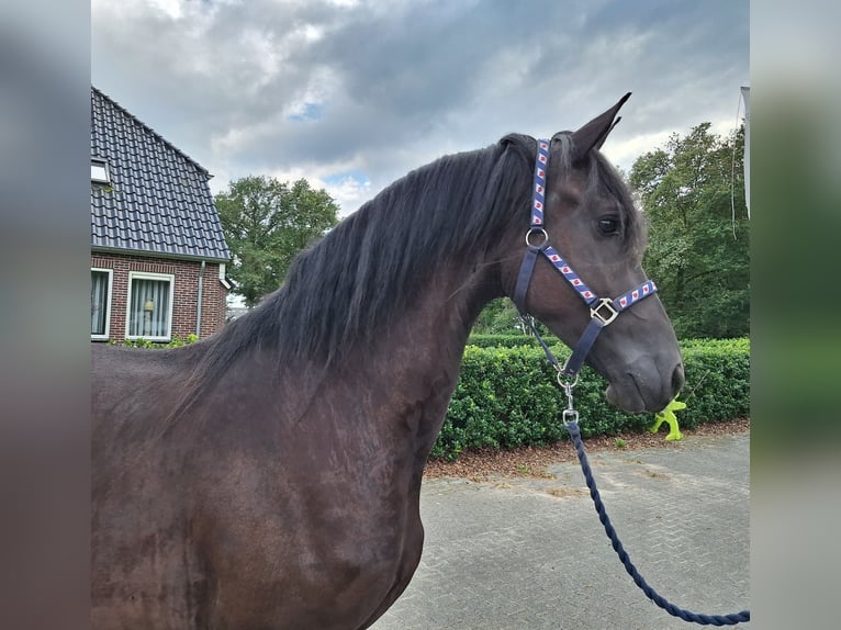 Friesian horses Mare 3 years 16 hh Black in Dalen