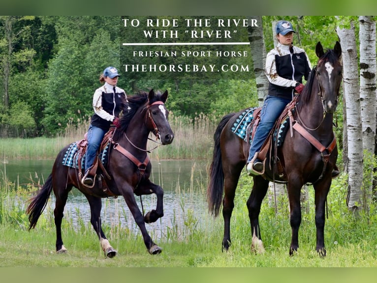 Friesian horses Mix Mare 3 years 16 hh Black in Hesperia, MI