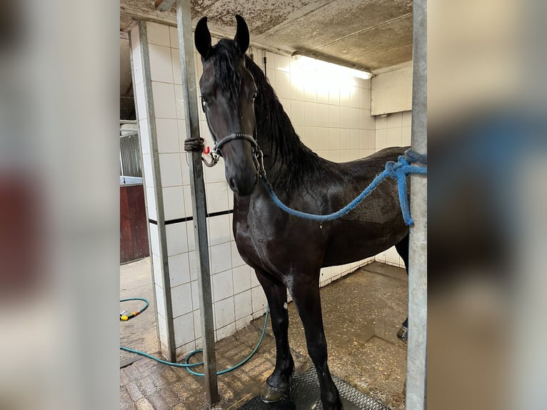 Friesian horses Mare 3 years 16,1 hh Black in Ie Friesian horses Mare 3 years 16,1 hh Black in Ie