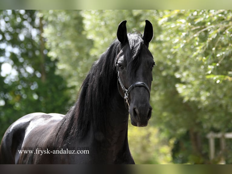 Friesian horses Mare 3 years 16,3 hh Black in Mijnsheerenland