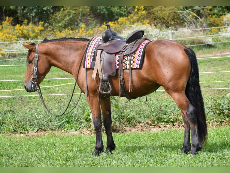 Friesian horses Mix Mare 3 years Bay in Strasburg