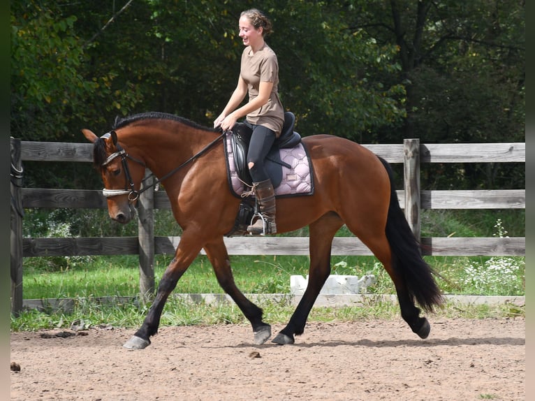 Friesian horses Mix Mare 3 years Bay in Strasburg